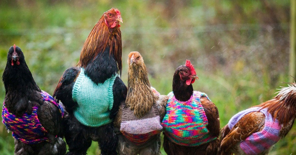 chickens in jumpers