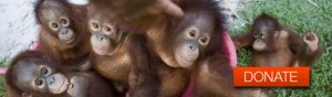 orphaned orangutans